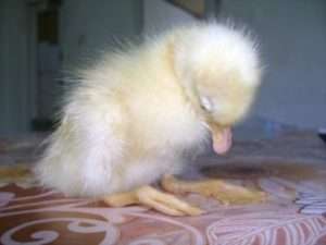 Сальмонельоз