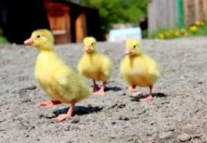 Розведення Італійських гусей