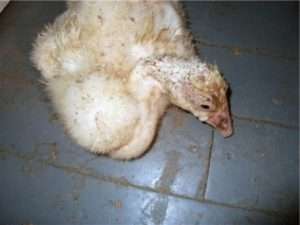 ЛІКУВАННЯ САЛЬМОНЕЛЬОЗУ