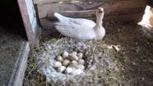 Опис гнізда Італійських гусей