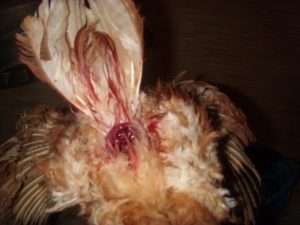 Випадання яйцевода