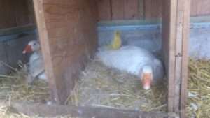 Склад гнізда гусей