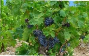 Групи сортів винограду: фото і характеристика