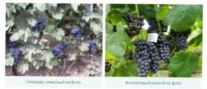 Східно-азіатська група винограду