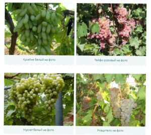 Будова виноградної лози: фото і опис