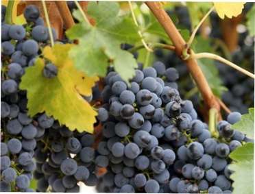 Виноград: опис, характеристика та класифікація сортів з фото Виноград: ботанічний опис та класифікація сортів винограду з фото для вирощування