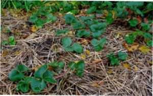 Догляд за полуницею восени і її підготовка до зими