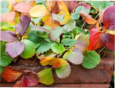 Осінній догляд за полуницею та підготовка її до зими Догляд за полуницею восени та її підготовка до зими. Як правильно доглядати осінню за полуницею