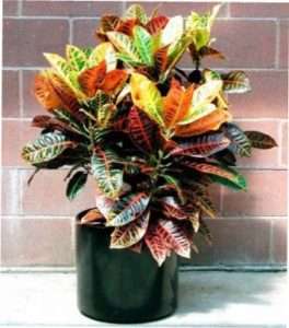 Перелік, у якому представлені найкрасивіші кімнатні рослини - кротон