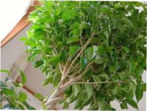 Фікус Бенджаміна