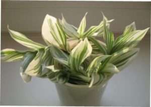 Традесканція