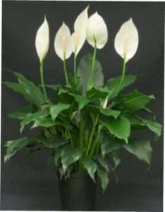 Спатифіллум