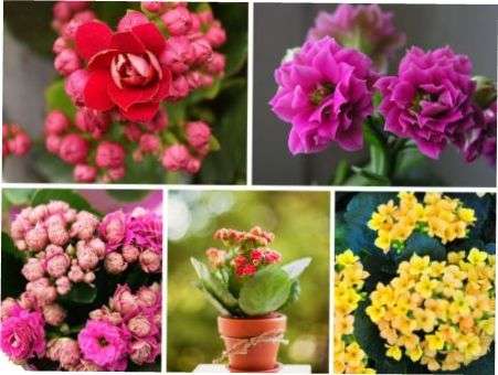 Найкрасивіші кімнатні рослини на будь-який смак для власного дому