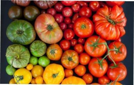 Незвичайні сорти помідорів: 10 кращіх сортів томатів для вирощування на вашому городі