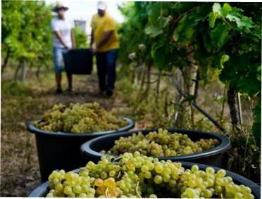 Календар робіт на винограднику у 2021 році: поради по догляду, обрізці та підживлення винограду