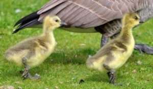 Розведення й утримання гусей у домашньому господарстві