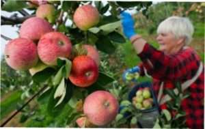  Підготовка до збирання врожаю: інвентар для збору фруктів