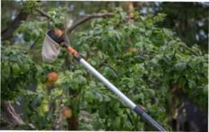 Збір врожаю  фруктів з дерева