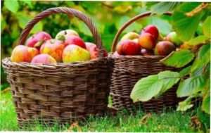 Відео: Збір врожаю яблук самостійно