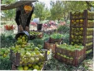  Збір врожаю: як правильно знімати плоди з дерева