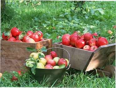 Збір врожаю плодів і фруктів в саду для зберігання на зиму: найкращі поради садівникам
