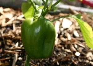 Підживлення перців: народні та хімічні способи, особливоті догляду та правила вирощування перцю