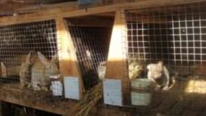 Рекомендації з будування кліток