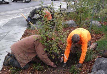 Які особливості має посадка дерев і чагарників восени