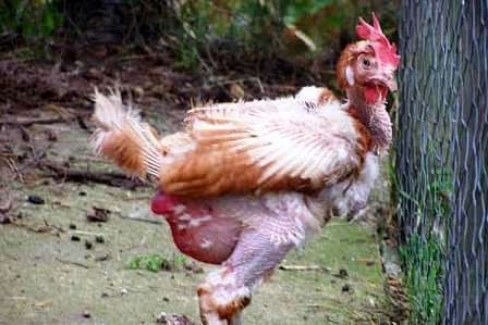 Шкірні паразити в курнику