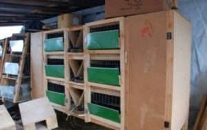 Клітка Золотухіна