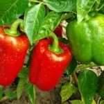 Мінеральні добрива для перців, що вибрати?