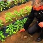 Дріжджі, як правильно застосовувати?