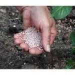 Добрива для розсади, коли проводити внесення