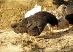 Вплив на організм