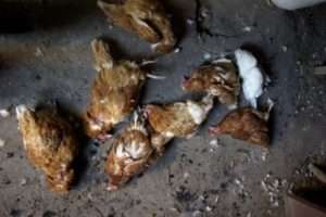 Трохи загальних відомостей 