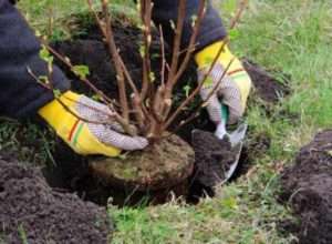 Переваги та недоліки посадки дерев і чагарників восени