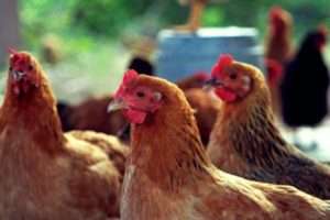 Як виявити наявність паразитів у курнику?