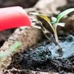 Підживлення перців на грядках