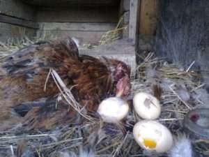 Методи боротьби з хижаками