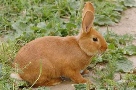 Кролик сірий велетень: опис породи, фото, відгуки
