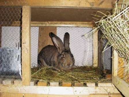Як зробити клітку для кроликів