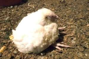 Протипаразитарна терапія