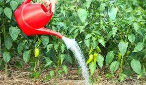 Що добре використовувати для підгодівлі?