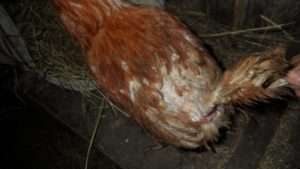 Хімічні антипаразитарні засоби