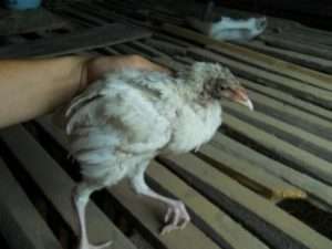 Показання до застосування