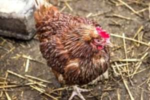 Профілактичні заходи