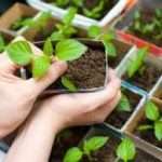 Добриво грунту перед посадкою перців