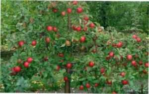 Як правильно проводити обрізання і формування яблуні