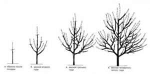 Правила обрізання і формування яблуні однорічного віку