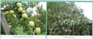 Обрізка і формування яблуні: особливості роботи з деякими сортами